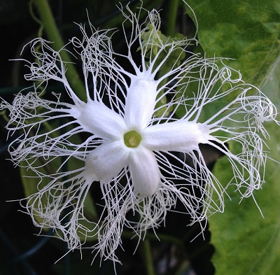 sublime photo de fleur dentelle